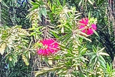 বোতলব্রাশ ফুলের সৌন্দর্যে ব্যাকুল