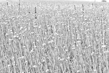 পিঁয়াজ বীজে স্বপ্ন দেখছেন কৃষক