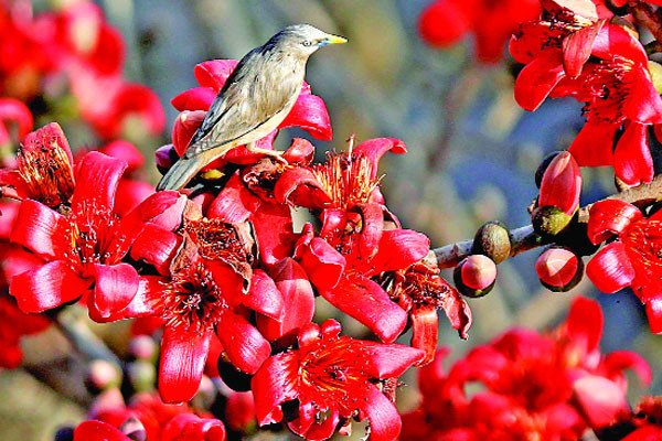 প্রকৃতিতে বসন্তের ছোঁয়া