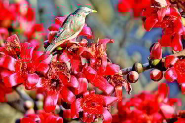 প্রকৃতিতে বসন্তের ছোঁয়া