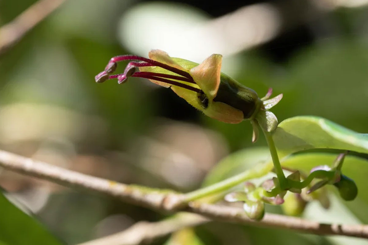 এশিয়ার এই ফুল বিজ্ঞানীদের ভাবনায় ফেলেছে