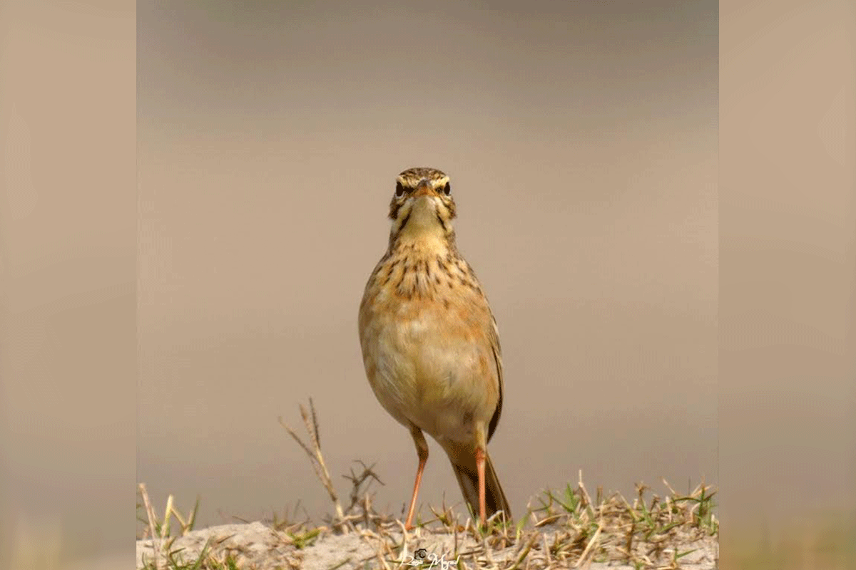 পুরুষ ধানি তুলিকা মেয়ে পাখির দৃষ্টি আকর্ষণে করে অভিনব কৌশল