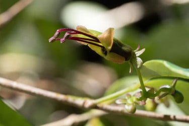 এশিয়ার এই ফুল বিজ্ঞানীদের ভাবনায় ফেলেছে