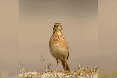 পুরুষ ধানি তুলিকা মেয়ে পাখির দৃষ্টি আকর্ষণে করে অভিনব কৌশল