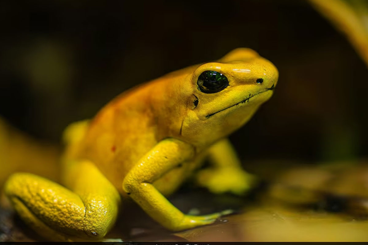 পেরুর জঙ্গলে নতুন ব্যাঙের সন্ধান