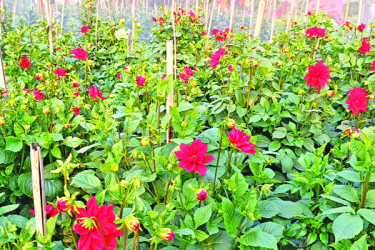 সৌরভ ছড়াচ্ছে ফুল বাগান