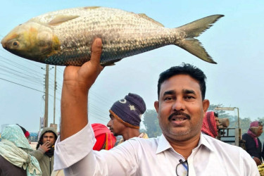 এক ইলিশ বিক্রি হল ১০ হাজার টাকায়
