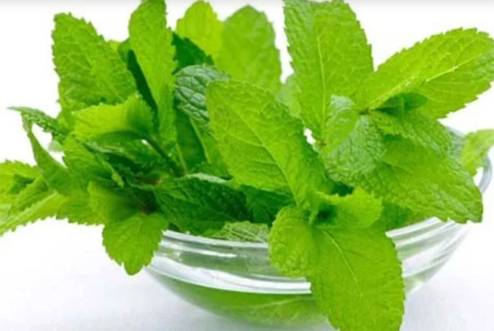 কিডনির পাথর গলে যাবে যে পাতার রসে