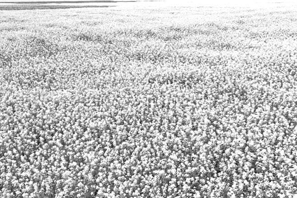 চাষ বেড়েছে সরিষার