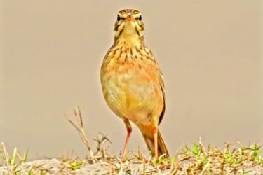 মেয়ে পাখির দৃষ্টি আকর্ষণে কৌশলী ধানি তুলিকার