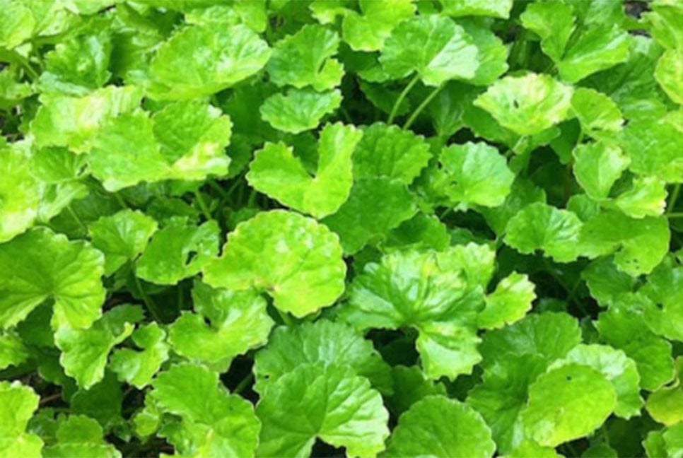 ১০ রোগের উপশম হয় যে পাতা খেলে!