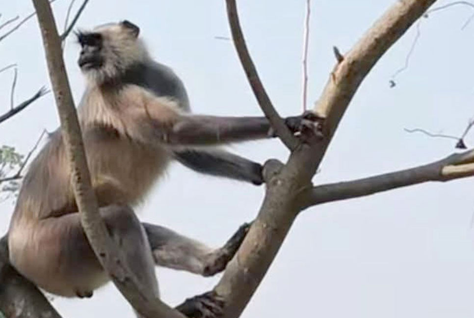 বনের হনুমান লোকালয়ে