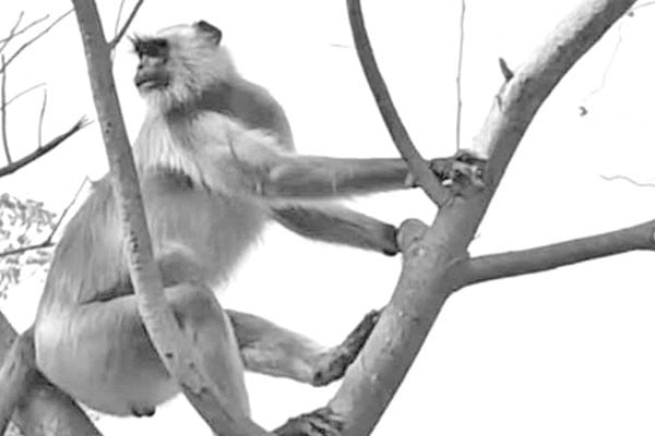 লোকালয়ে হুনুমান