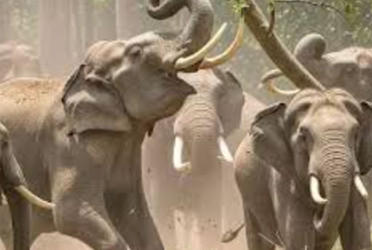 হাতির আক্রমণে একই পরিবারের ৪ জনসহ ৬ জনের প্রাণহানি