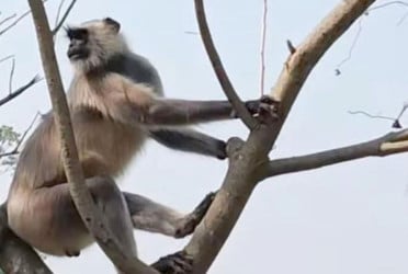 বনের হনুমান লোকালয়ে