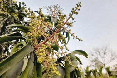 মুকুলের সমারোহে আম বাগান