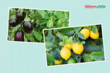 রংপুরে বেগুন-লেবুর ‘তেলেসমাতি’