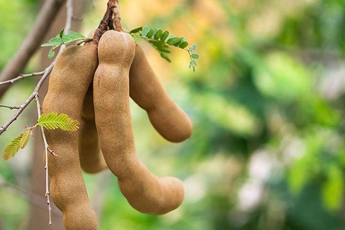 তেঁতুলের স্বাস্থ্যগুণ: টক-মিষ্টি ফলের জানা-অজানা উপকারিতা