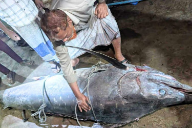 টেকনাফে ধরা পড়ল ২০০ কেজির ‘পাখি মাছ’