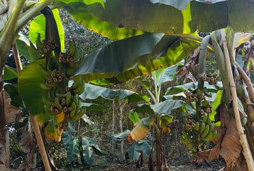 টাঙ্গাইলে কলা বাগানে নীল গাইয়ের আক্রমণে দিশেহারা কৃষক