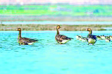 শীতের পাখি বড় সাদাকপালি রাজহাঁস