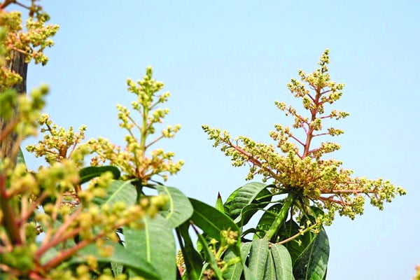 গাছে গাছে মুকুলের ঘ্রাণ