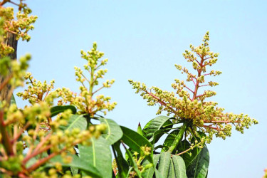 গাছে গাছে মুকুলের ঘ্রাণ