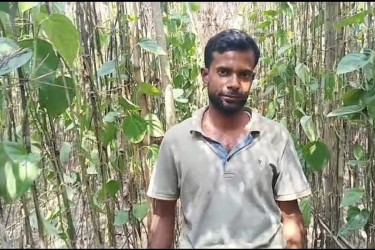 ঝিনাইদহে ৭০ শতক পান বরজে রাতের তাণ্ডব