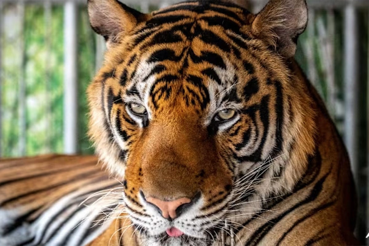 থাইল্যান্ডের একটি সাফারি পার্কে ভাইরাসে ৭২ বাঘের মৃত্যু