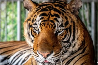 থাইল্যান্ডের একটি সাফারি পার্কে ভাইরাসে ৭২ বাঘের মৃত্যু