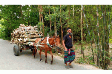 মানিকগঞ্জের চরাঞ্চলের ভরসা ঘোড়ার গাড়ি