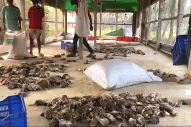 মুন্সীগঞ্জে অজ্ঞাত রোগে একদিনে সাড়ে ৬ হাজার কোয়েলের মৃত্যু