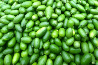 টাঙ্গাইলে লেবুর দাম আকাশচুম্বী