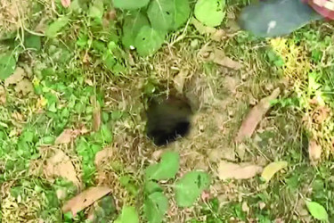 পরিত্যক্ত গভীর নলকূপ তিন মাসের মধ্যে ভরাটের নির্দেশ