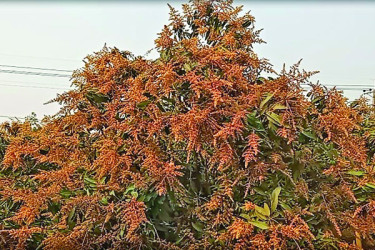 মুকুলে ছেয়ে গেছে আমবাগান