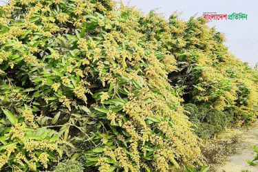 নওগাঁয় মুকুলে মুকুলে ছেয়ে গেছে আমবাগান
