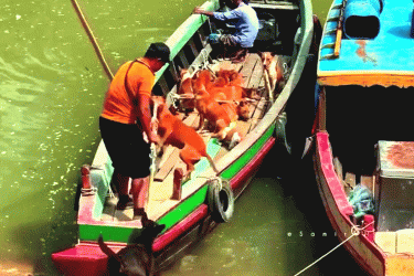 রাঙামাটিতে বেওয়ারিশ কুকুর ধরায় উদ্বেগ, ব্যবস্থা নেওয়ার হুঁশিয়ারি