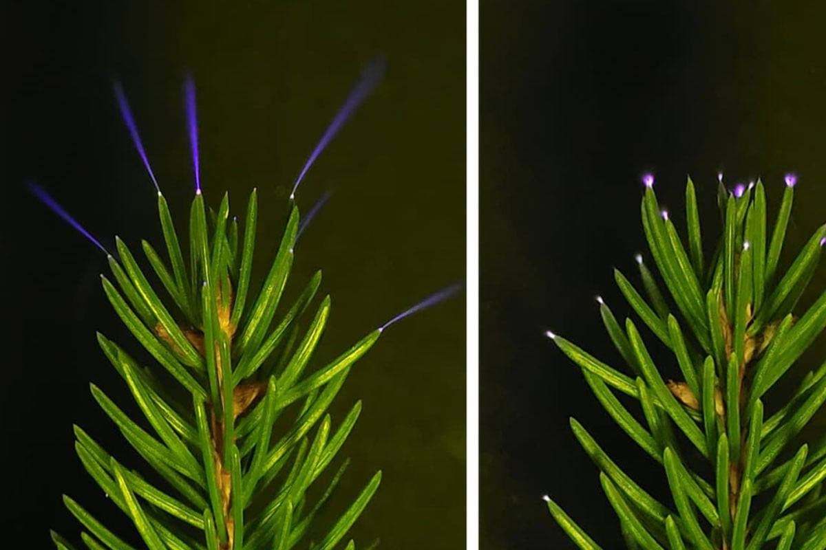 ক্যামেরায় ধরা পড়ল বজ্রঝড়ে গাছের মাথায় নীল আলোর ঝলক