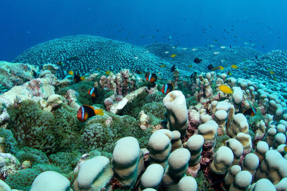 ফুটবল মাঠের সমান বিশ্বের বৃহত্তম প্রবাল কলোনি আবিষ্কার