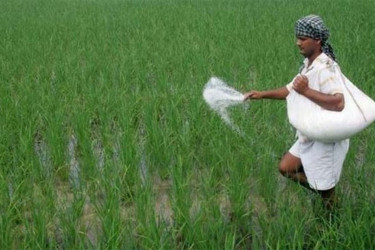 সারের বাড়তি দর, চাপে কৃষক ঝুঁকিতে খাদ্য নিরাপত্তা