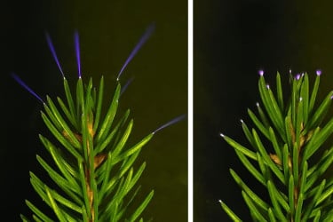 ক্যামেরায় ধরা পড়ল বজ্রঝড়ে গাছের মাথায় নীল আলোর ঝলক