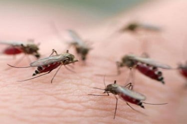 রাজধানীতে প্রকোপ বেড়েছে কিউলেক্স মশার, গবেষণায় উদ্বেগজনক চিত্র