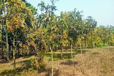 বসন্ত বাতাসে দোল খাচ্ছে হাঁড়িভাঙার স্বপ্ন