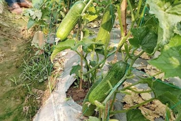 হরিণাকুন্ডুতে আধুনিক মালচিং পদ্ধতিতে শসা চাষে চমক