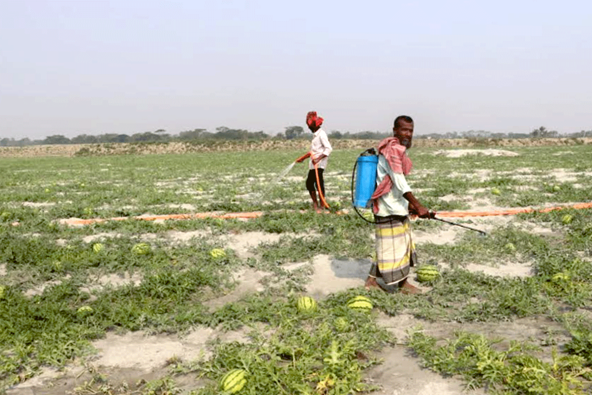 তরমুজ চাষে লক্ষ্যমাত্রা ছাড়াল কলাপাড়া, ঈদ বাজার ধরতে ব্যস্ত চাষিরা