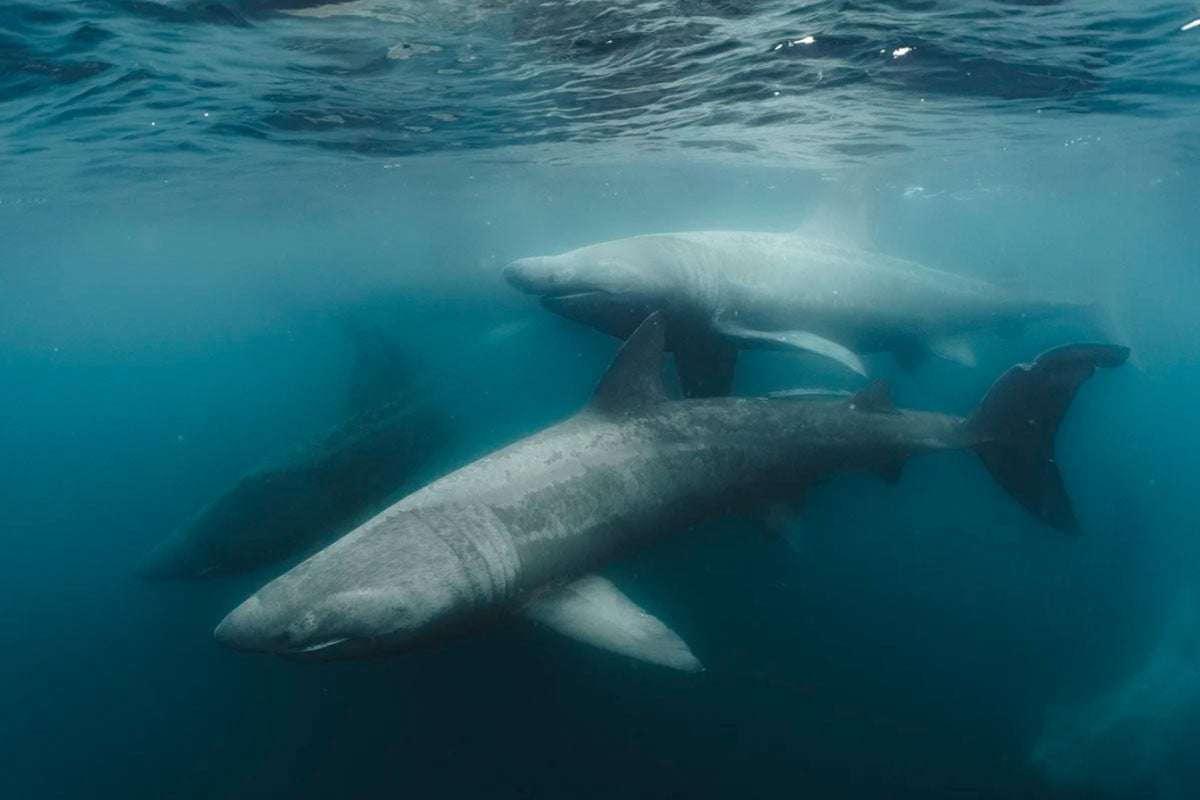 সাগরের গভীরে রঙিন বিস্ময়