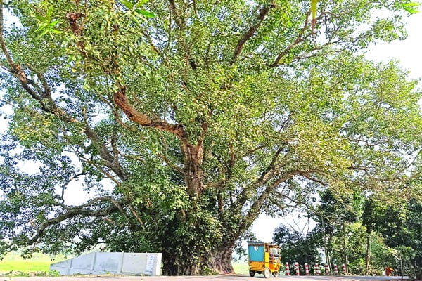 ২৫০ বছরের বটগাছ