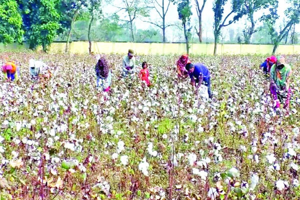 মাঠে মাঠে তুষারশুভ্র তুলার হাসি