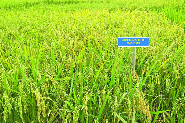 শস্যভান্ডারে যুক্ত হলো ছয়টি নতুন জাতের ধান