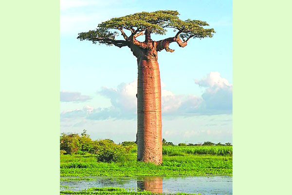 উল্টো করে লাগানো বিস্ময়!